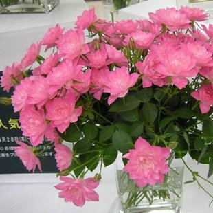 日月 月季 繁星 天荷月季 微型复花阳台盆栽