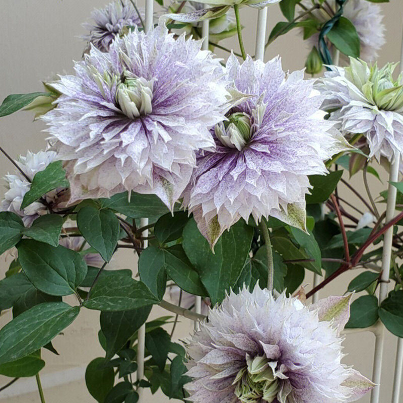 水面妖精铁线莲花苗爬藤花卉植物水妖精重瓣铁线莲丰花耐热四季开