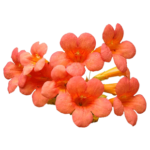 凌霄花苗爬藤植物美国庭院花园攀援花卉阳台炮仗花喇叭花耐寒