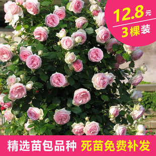藤本月季大花浓香花园开花卉蔷薇花苗庭院爬藤植物阳台玫瑰花盆栽