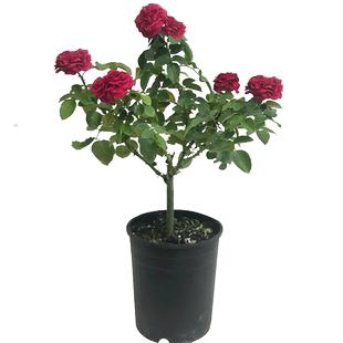 凌霄花苗盆栽爬墙藤本植物炮仗大花浓香庭院花园阳台老桩树苗