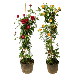 火焰南天竹苗盆栽观叶耐寒植物盆景花苗室内庭院挂果红叶子