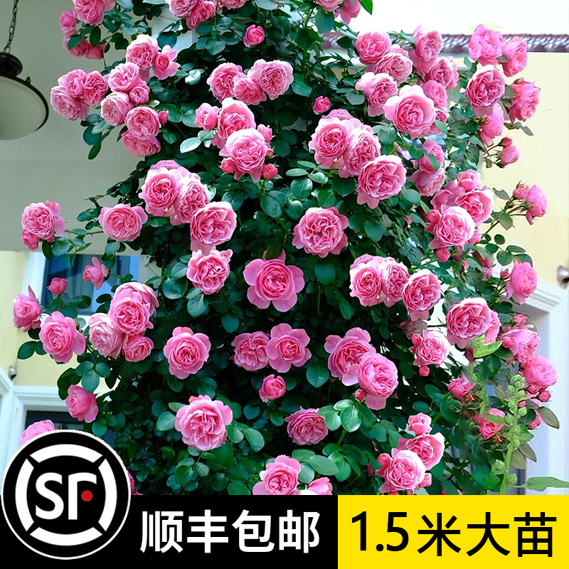 【1米5大苗】爬藤蔷薇月季花苗