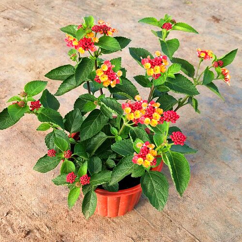 五色梅苗盆栽花桌面勤花