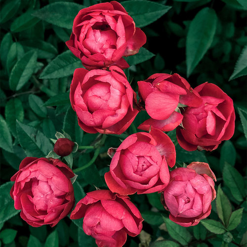 红色木香花苗爬藤阳台