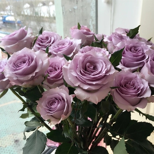 切花玫瑰 海洋之歌月季花苗大花阳台玫瑰盆栽花园植物花卉