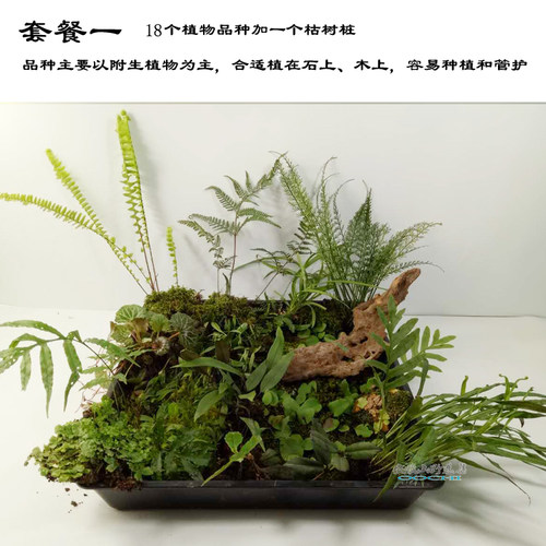 diy山野选集室内景观植物
