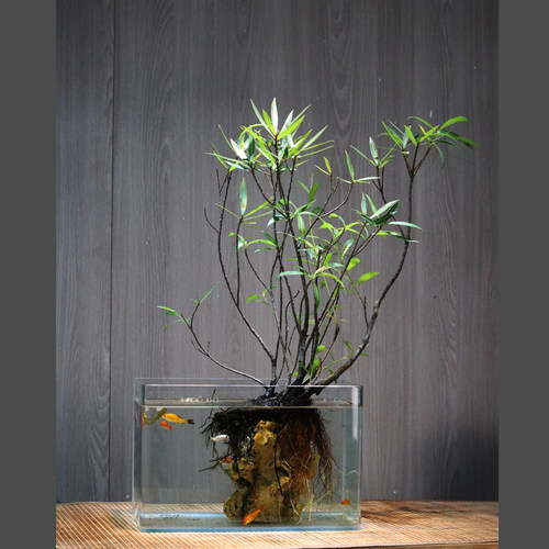 耐水泡的水榕树喜阴鱼缸景观植物
