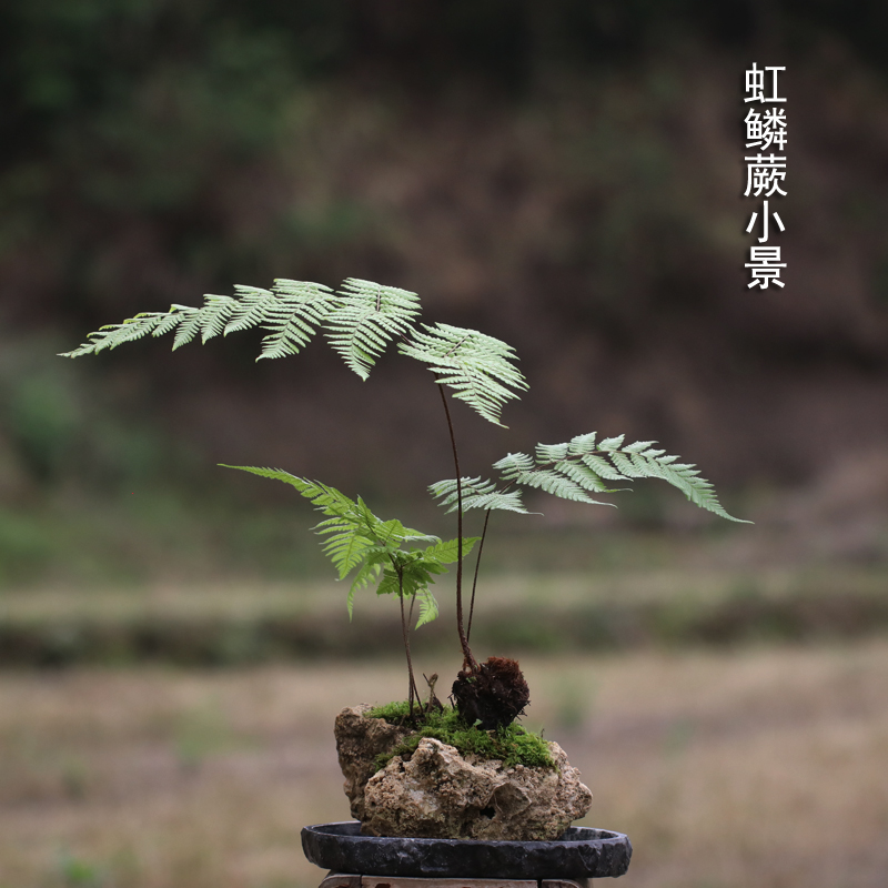 禅意蕨类植物网红蕨易种适合室内