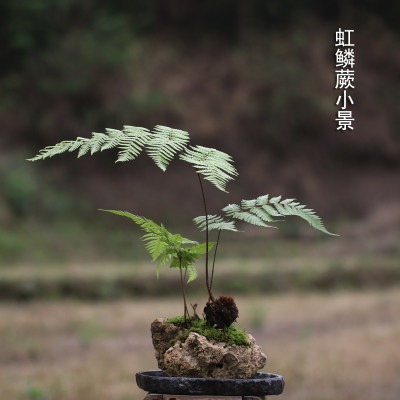 禅意蕨类植物网红蕨易种适合室内