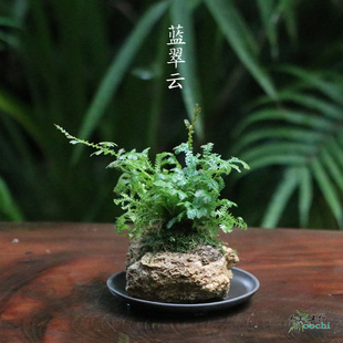 山野雅居 蓝翠云 翠云草 蓝色蕨类植物 幸福草 吉祥草盆栽