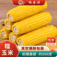 馋香泽东北特产新鲜采摘黄糯玉米头茬采摘软糯香甜速食营养早餐