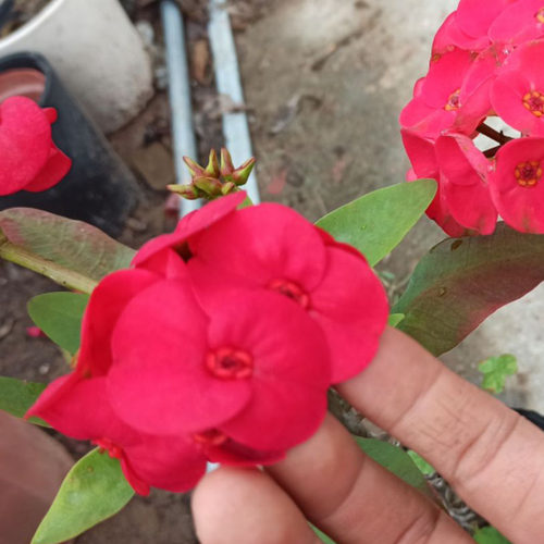 四季开花老桩虎刺梅盆栽