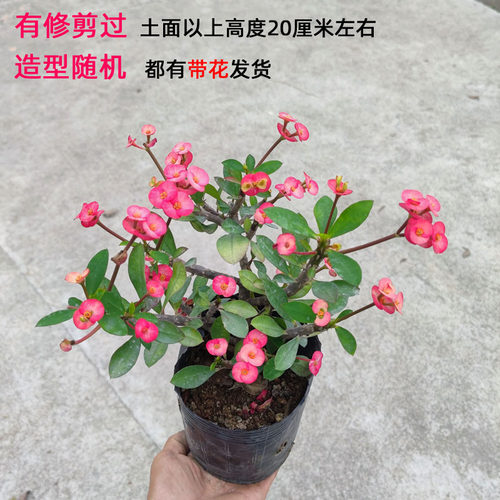 老桩无刺粉红虎刺梅带花四季开花铁海棠盆栽好养懒人花卉阳台耐热