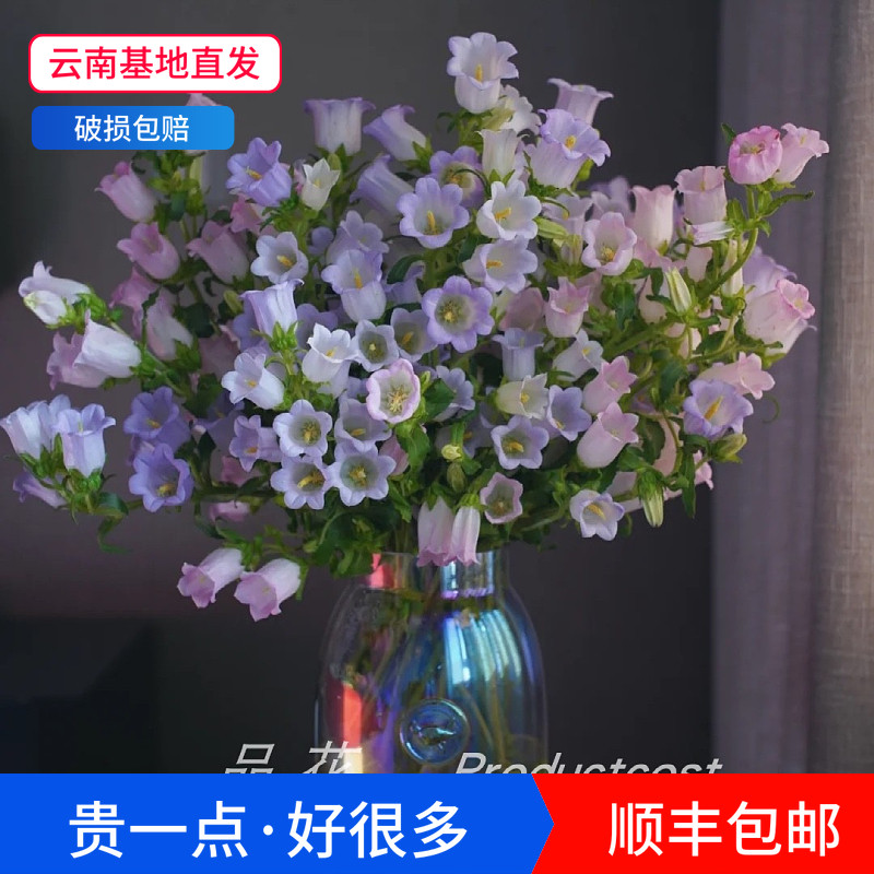 风铃花鲜切花蓝色风铃草鲜花水养家用可爱文艺耐养应季花顺丰包邮