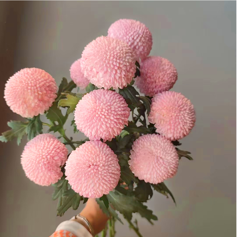 乒乓球菊鲜花多色七彩花期半月家用办公室花束云南基地直发包邮