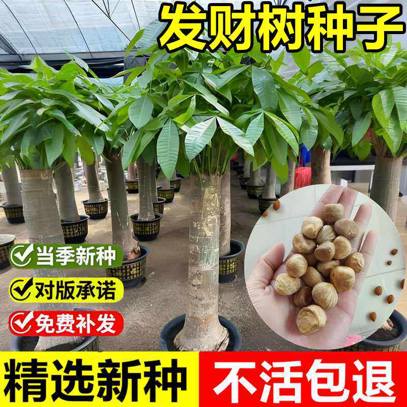 当年新采发财树种子马拉巴栗光瓜栗瓜栗光巴栗观赏常绿乔木树种籽