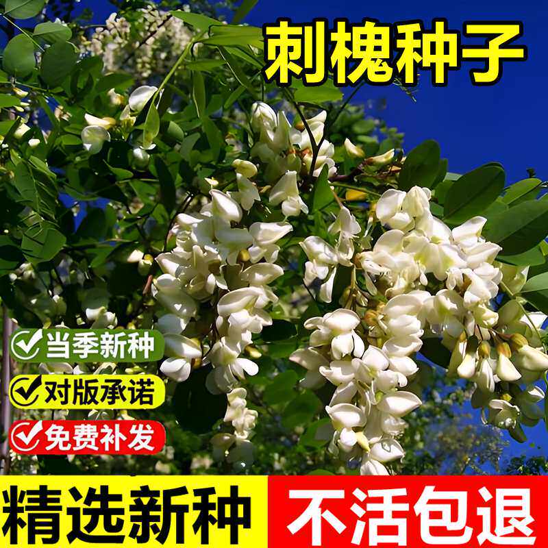 当年新采刺槐种子白花刺槐树香花槐洋槐蜜蜂采蜜槐花黄花槐种子
