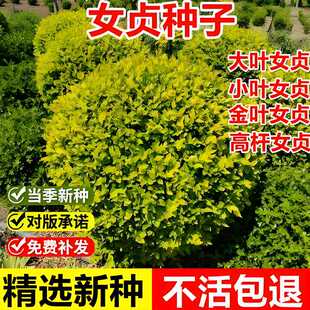 常绿篱笆墙绿化灌木种籽 新采女贞种子小叶女贞籽大叶女贞树种四季