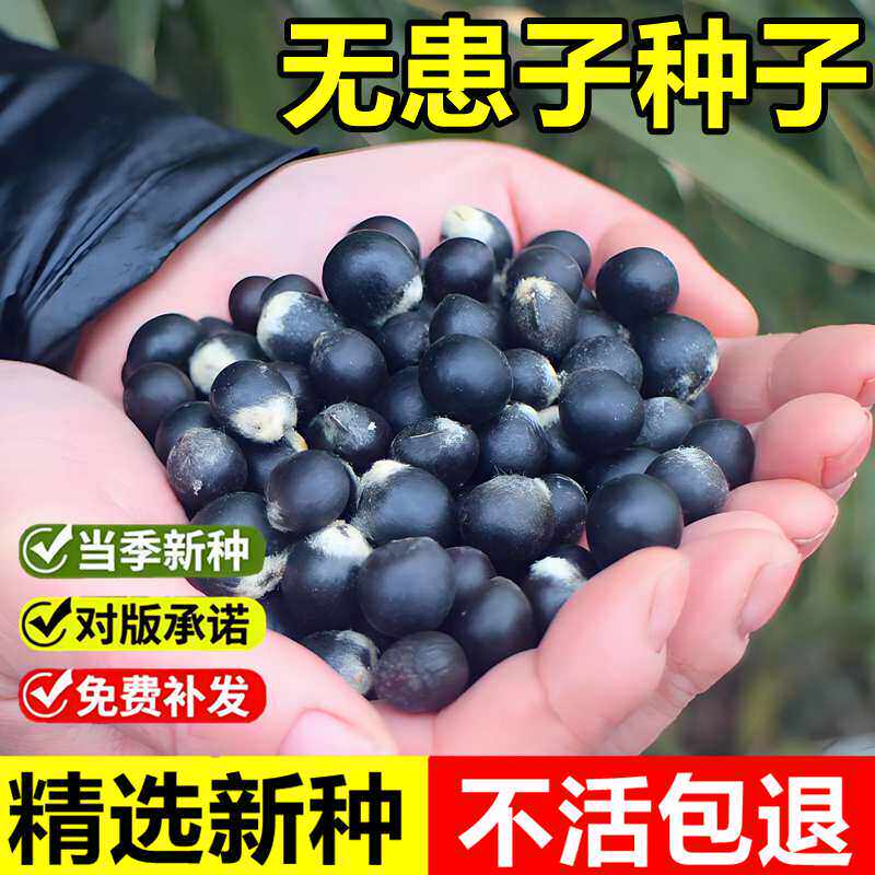 当年新采无患子种子洗手果油罗树目浪树黄目树苦患树油患子木患子