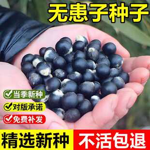 当年新采无患子种子洗手果油罗树目浪树黄目树苦患树油患子木患子