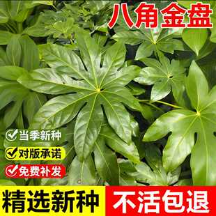 当年新采八角金盘种子八手金刚纂手树耐阴耐寒室外景观绿化树种籽