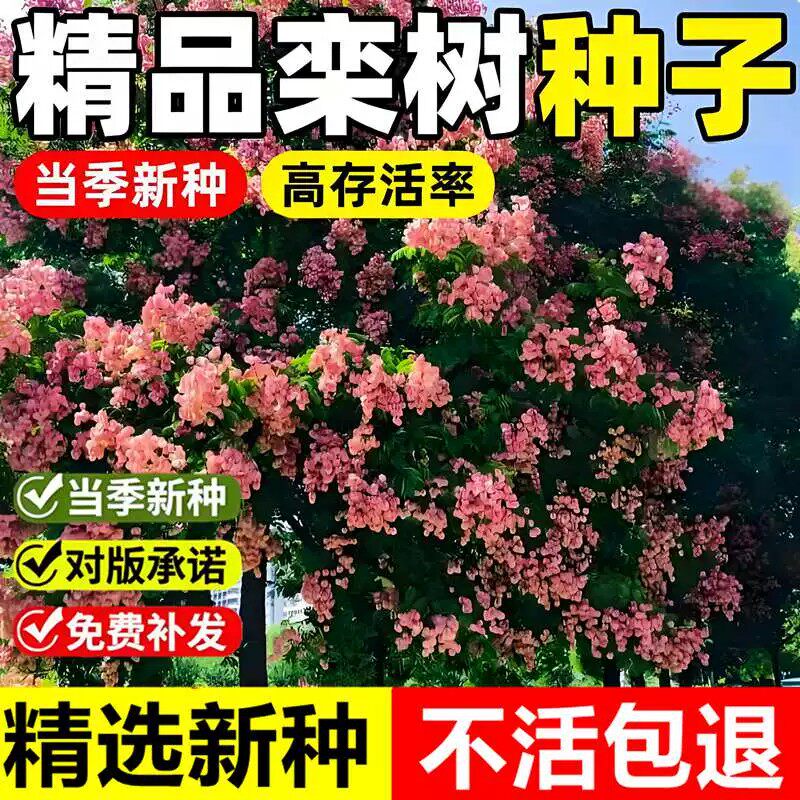 当年新采栾树种子黄山栾南栾北栾摇钱树灯笼树种籽室外园林景观树