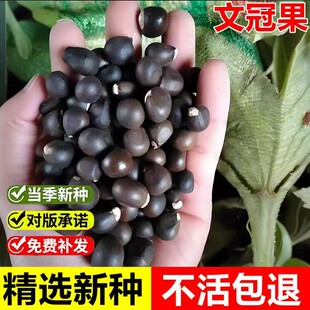 当年新采文冠果种子文冠树文冠花种籽室外园林景观绿化耐旱耐瘠薄