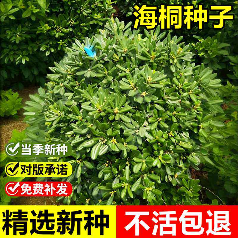 当年新采海桐种子山矾室外景观绿化造型多年生常绿灌木小乔木种子