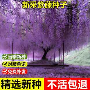 当年新采紫藤种子紫藤萝树种籽紫藤花紫爬藤植物室外公园景观造型