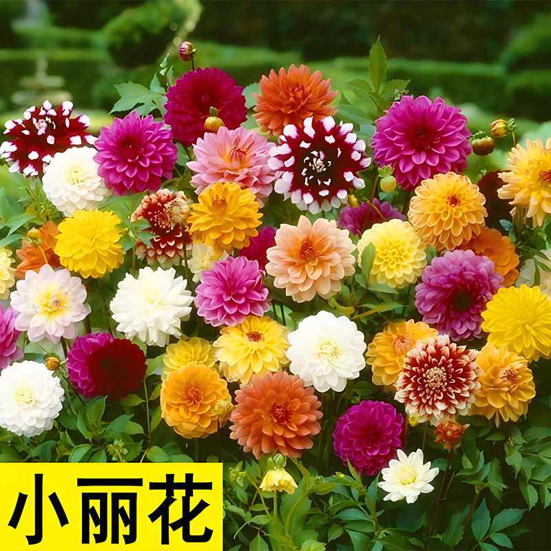 重瓣小丽花种子大丽花种子多年生