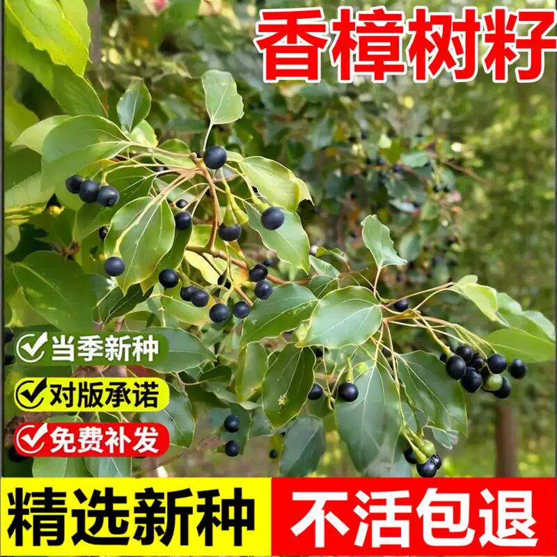 当年新采香樟种子大叶香樟树种籽小叶香樟室外景观绿化行道树种籽