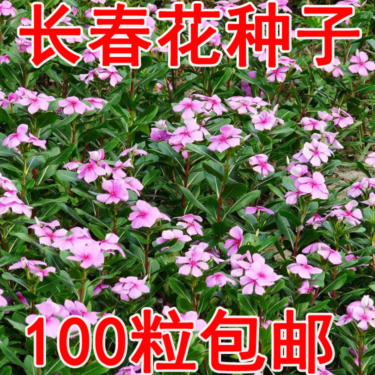 Seed Industry Sell Flower Sea Dedicated Pink Periwinkle seed Days of Spring Five plum flowers and plants Florescencein the Flower delivery/Flowers simulation/Plants gardening , Flowers/Fruits and vegetables/Lawn seed (New) , Home &amp; Garden Seeds  category - from Buy2taobao.com to provide professional Taobao agent buy service