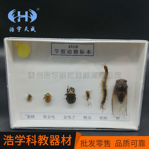 节肢动物标本 生物标本演示器材  中学生物演示器材  厂家出售