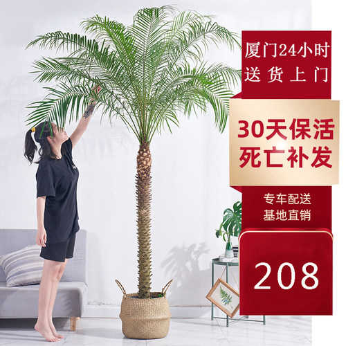 针葵网红盆栽棕榈尖叶植物泰国椰子树室内办公走廊绿植厦门送上门