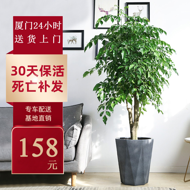 单杆幸福树盆栽大型绿宝树办公室大型绿植/成品组合盆