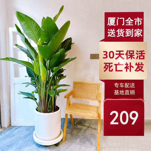 天堂鸟鹤望兰盆栽客厅花卉办公室大型绿植物开业室内厦门福州莆田