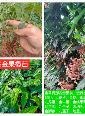 广西中药材金果榄地苦胆种苗