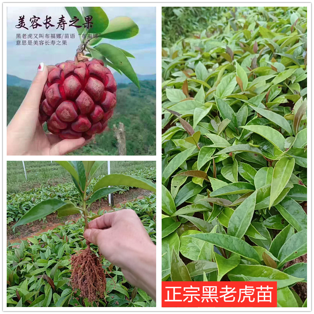 广西正宗高产黑老虎树苗布福娜12-25cm高裸根苗盆栽庭院种植爬藤