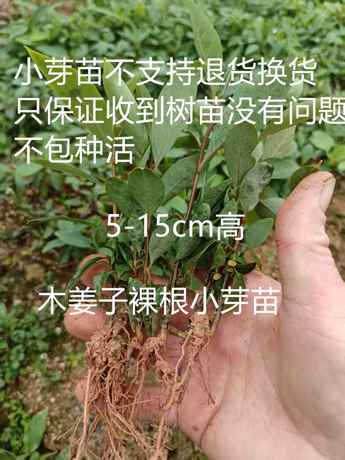 广西正宗木姜子山苍子山胡椒种子苗5-15cm高裸根苗育苗树苗包邮
