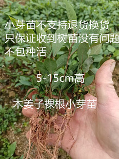 广西正宗木姜子山苍子山胡椒种子苗20-50cm高裸根苗育苗树苗包邮