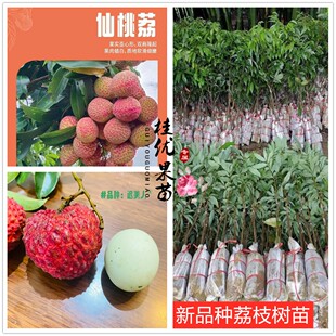 广西新品种荔枝正宗嫁接大果仙桃荔巨美人冰荔贵族荔枝果树苗