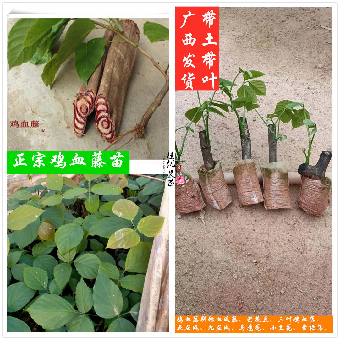 广西正宗鸡血藤苗三叶密花豆马鹿花小豆花紫梗藤血风藤袋苗包邮