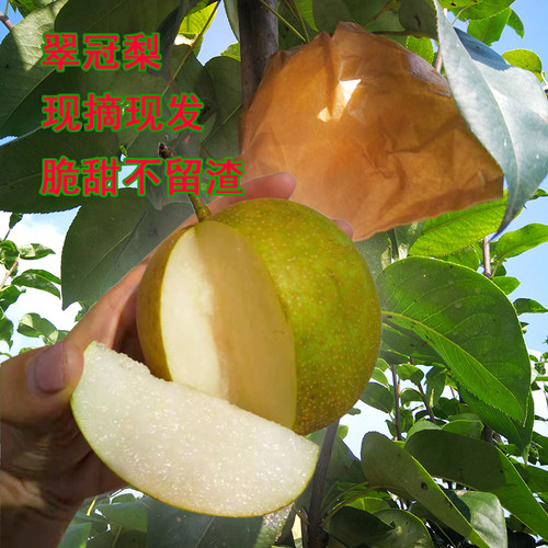翠冠梨农家梨子现摘现发
