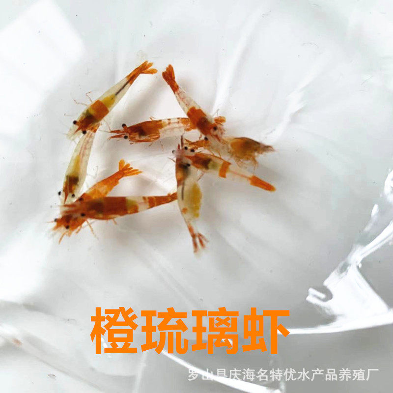 包邮橙琉璃虾观赏米虾淡水小型虾宠物虾桔色橘琉璃虾基地