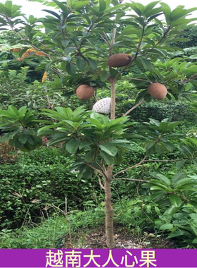 越南人心果苗嫁接人心果树苗大果吴凤柿四季开花结果叶子常绿杯苗