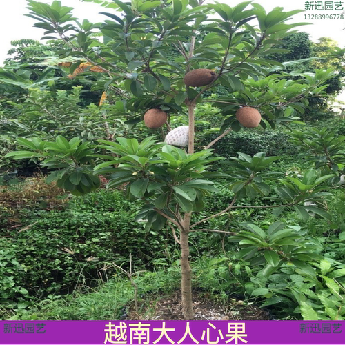 越南大果四季结果叶子常绿品质稳