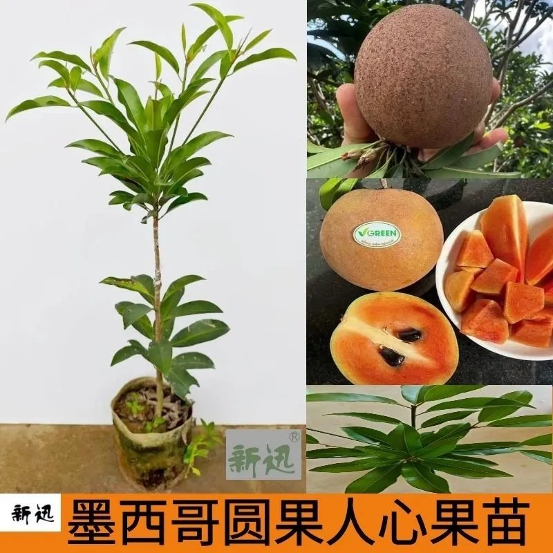新迅墨西哥人心果树苗大圆果人心果树橙红肉人心果苗四季结果