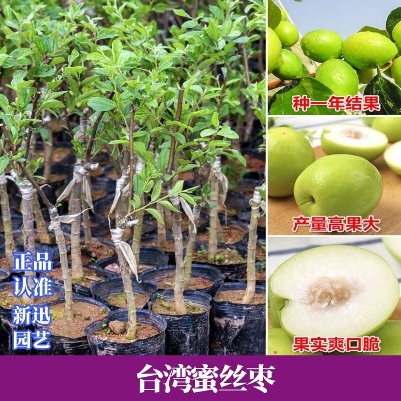台湾大青枣树苗嫁接蜜丝枣牛奶枣苹果枣贵妃枣苗当年结果盆栽地栽
