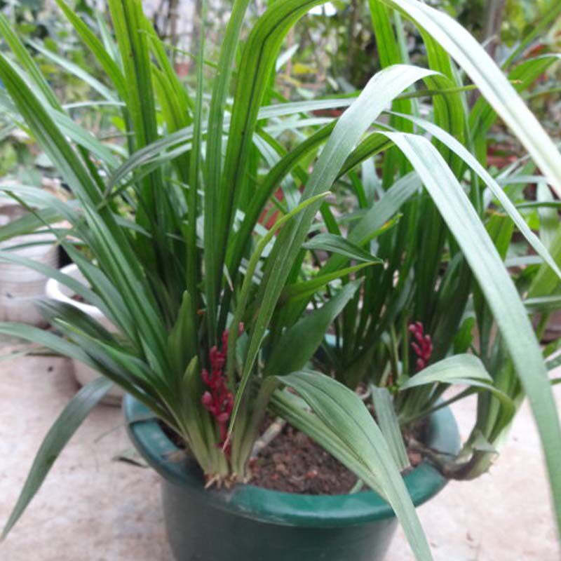 盆栽花卉绿叶植物水培 吉祥草松寿兰小叶万年青 吉祥如意乔迁花卉